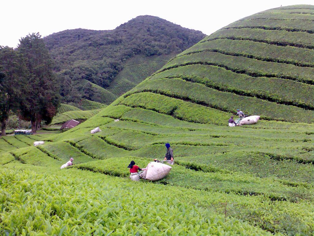 Hillview Inn Cameron Highlands Bagian luar foto